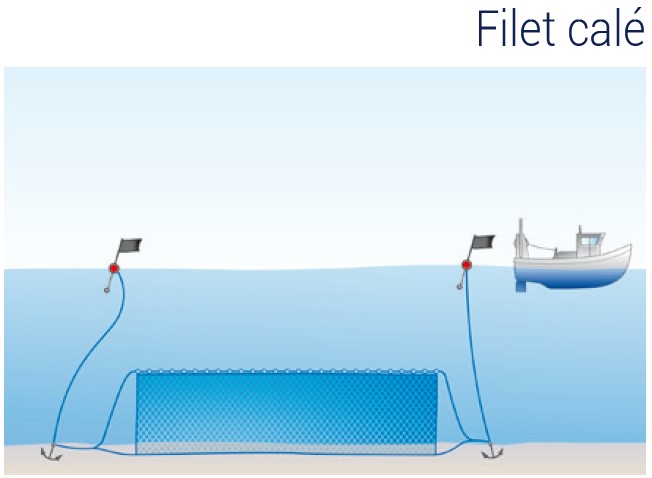 La pêche au filet : Technique de pêche au filet