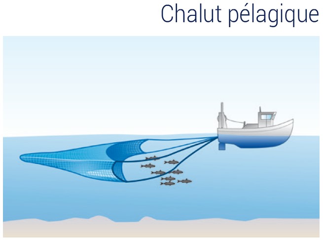 Pêche : Les engins traînants, très efficaces mais à quel prix pour les  fonds marins ?