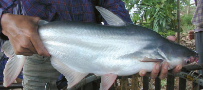 Pangasius | Guide des espèces