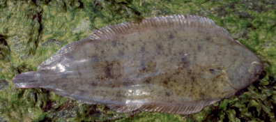 Sole sénégalaise | L'aquarium de Poseidon